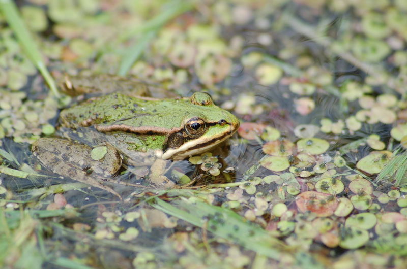 Frosch