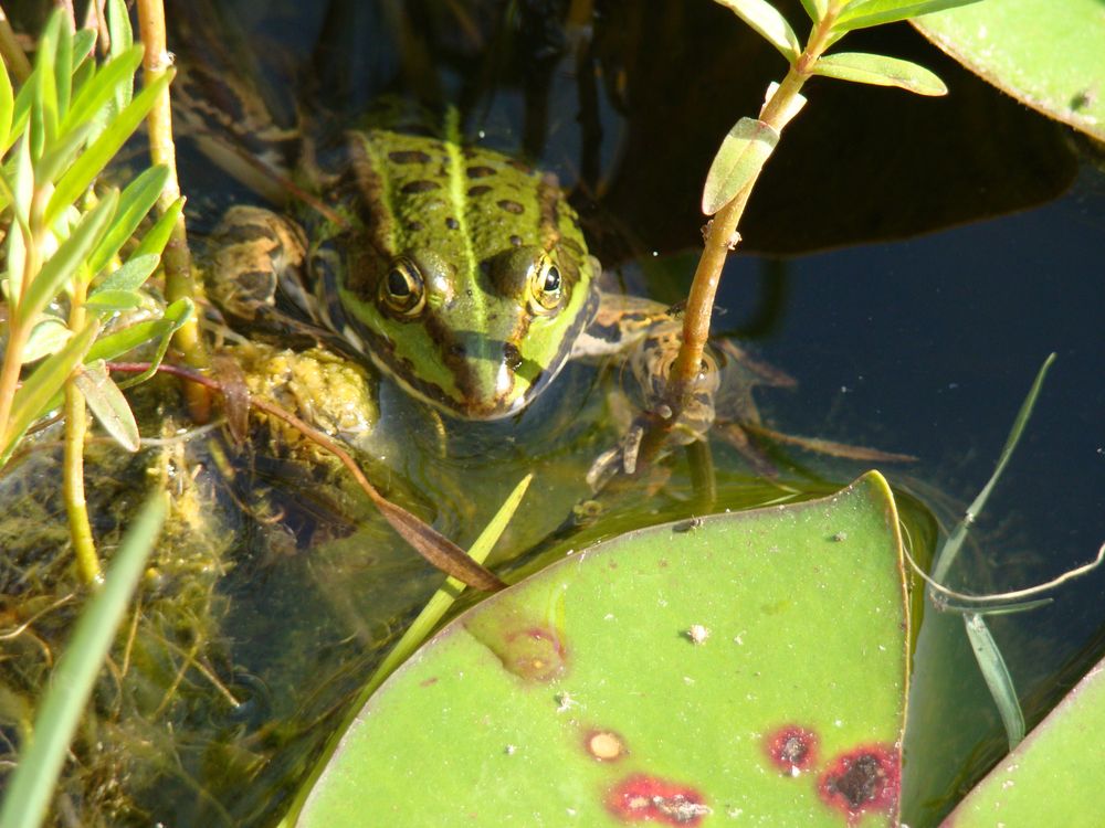 Frosch von Monika Wegner 