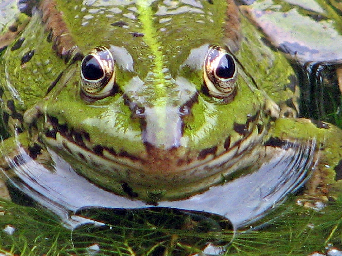 Frosch