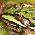 Frosch