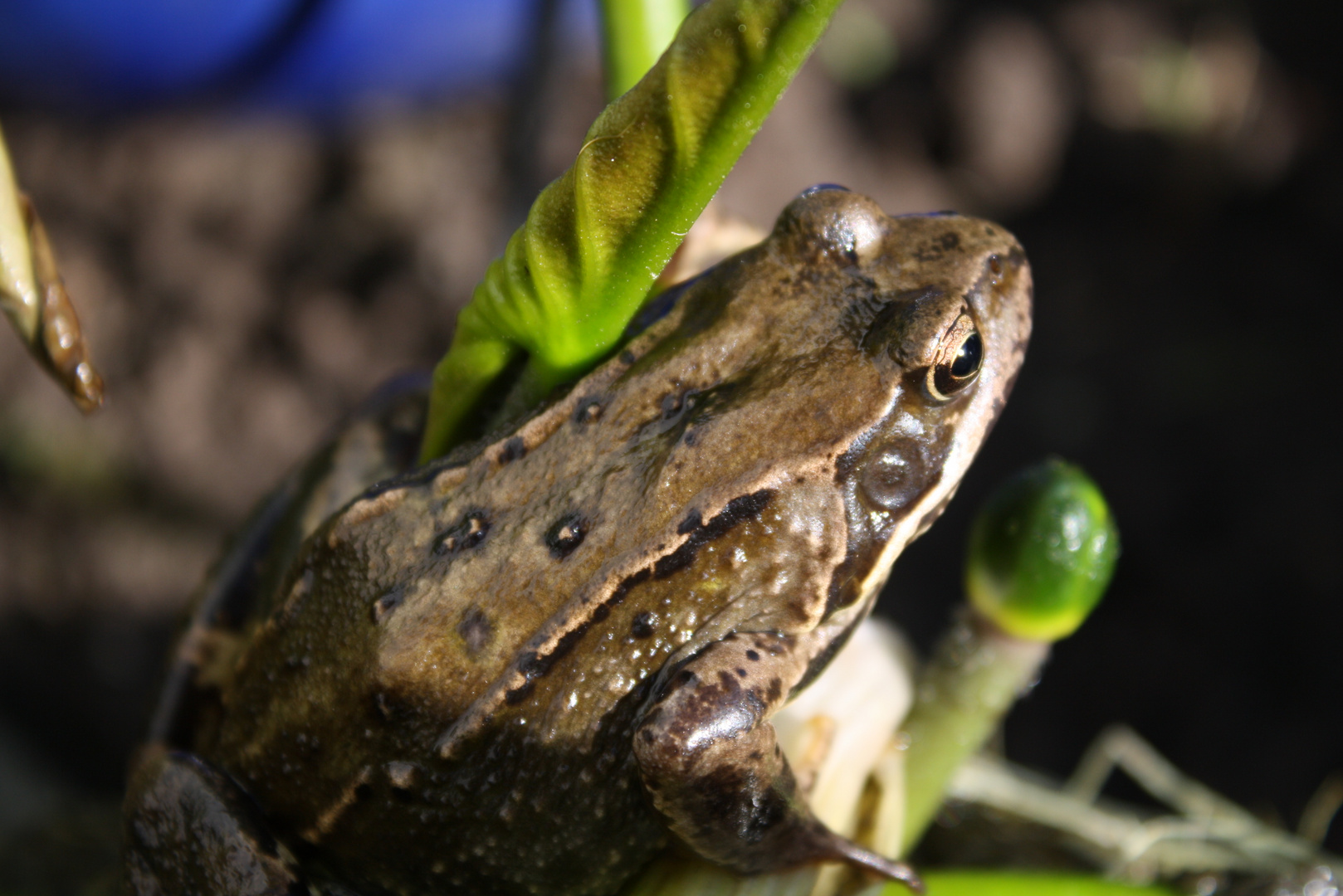 Frosch