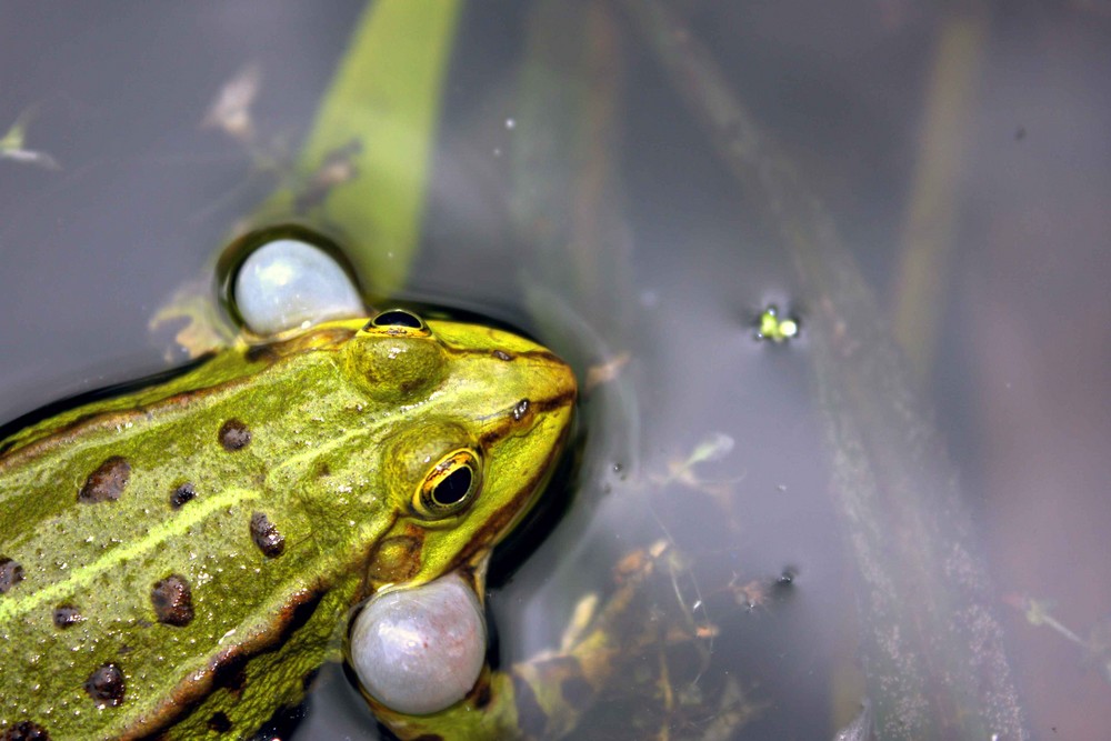 Frosch