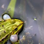 Frosch