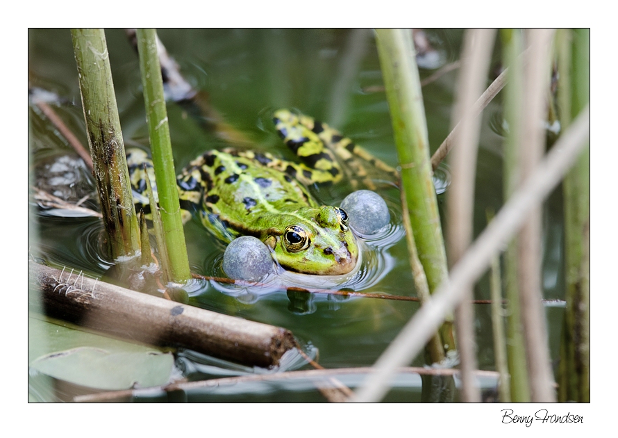 Frosch Foto & Bild | natur Bilder auf fotocommunity