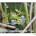 Frosch