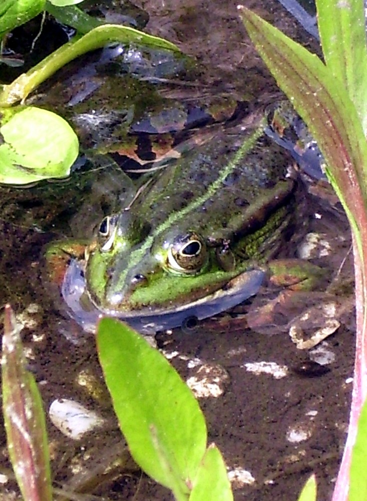 Frosch