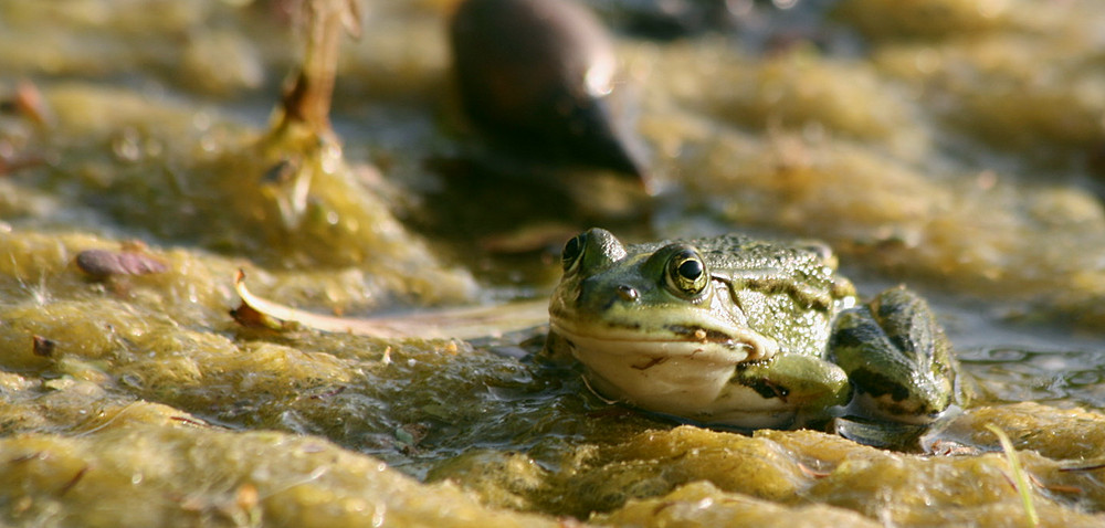 ** Frosch **