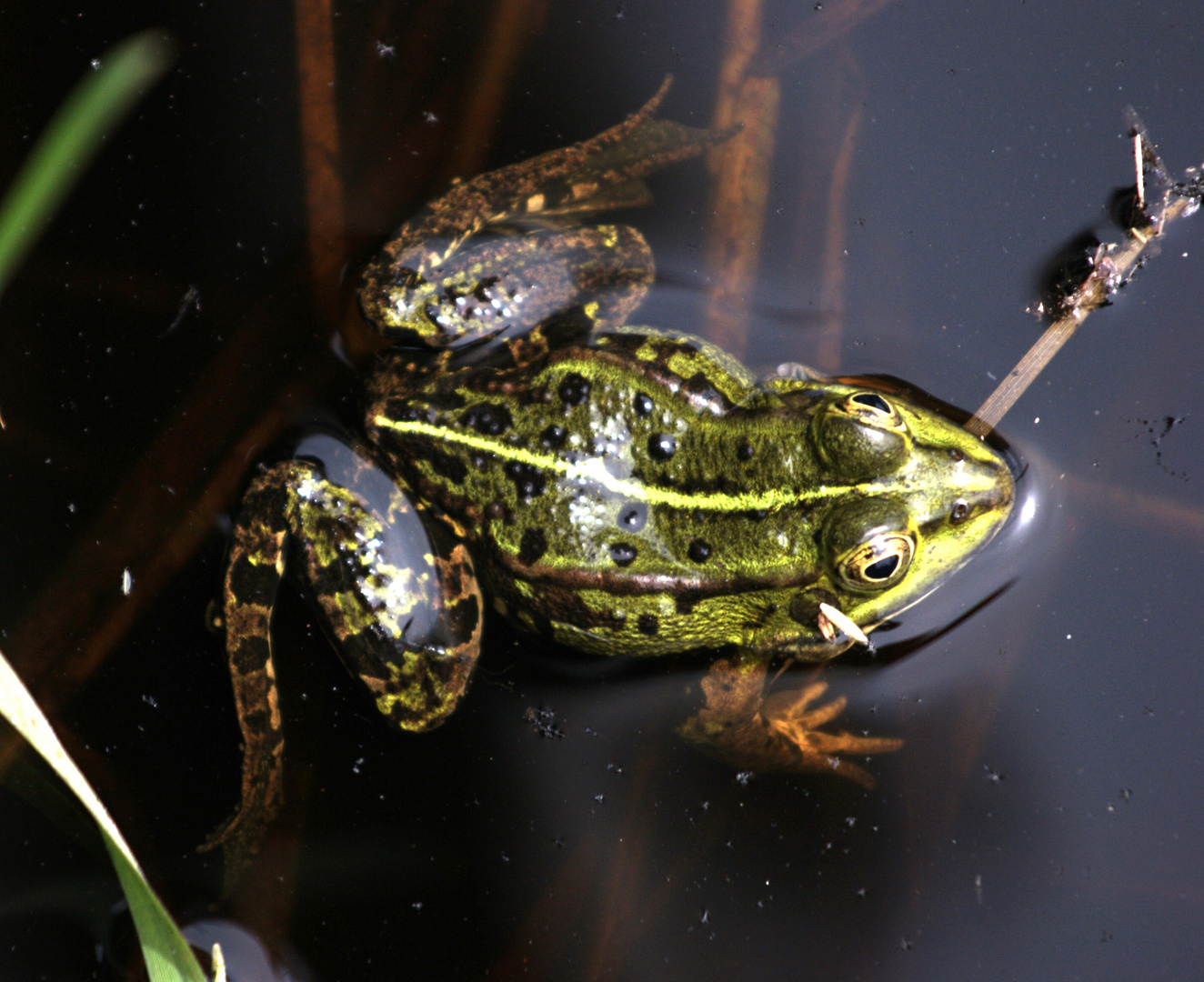 Frosch