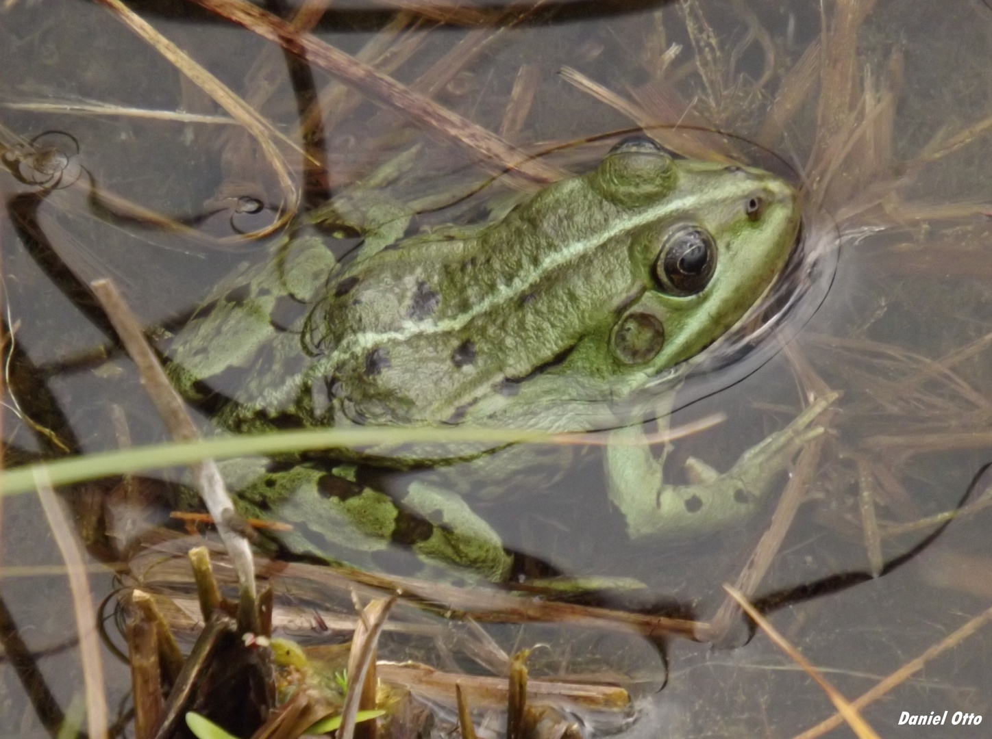 Frosch