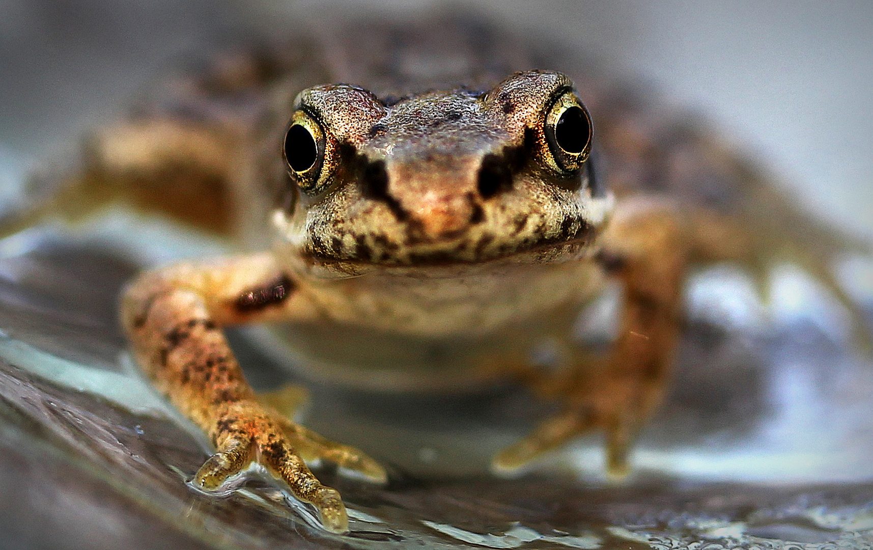 Frosch Baby Foto & Bild | tiere, wildlife, amphibien & reptilien Bilder