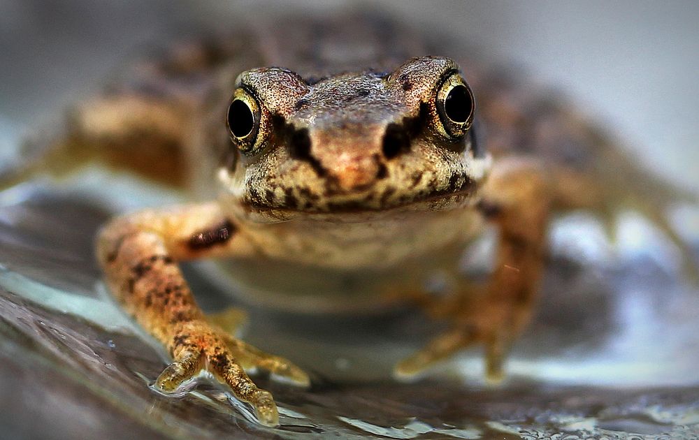 Frosch Baby Foto & Bild | tiere, wildlife, amphibien & reptilien Bilder