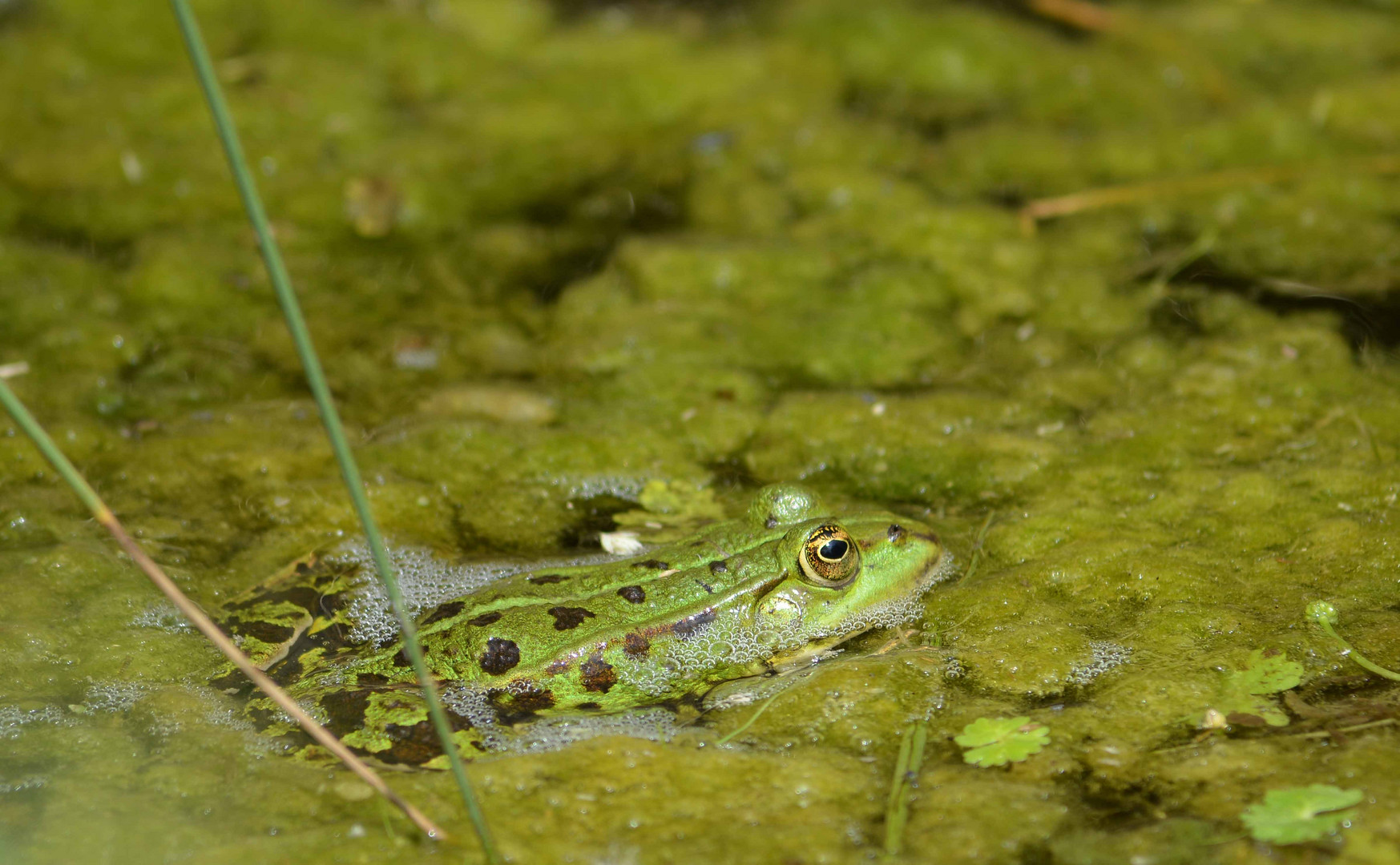 Frosch