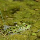 Frosch