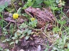 Frosch