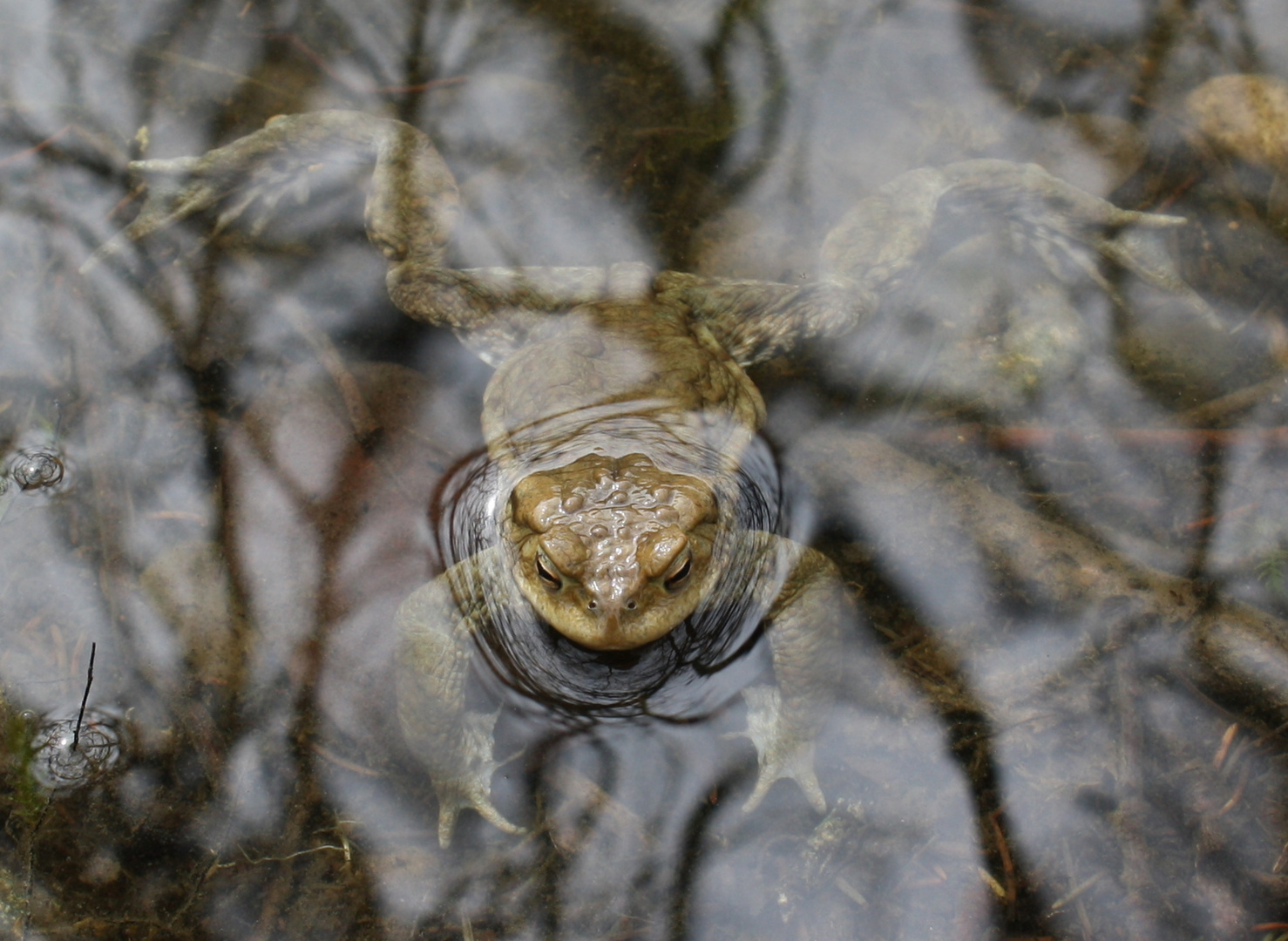 Frosch