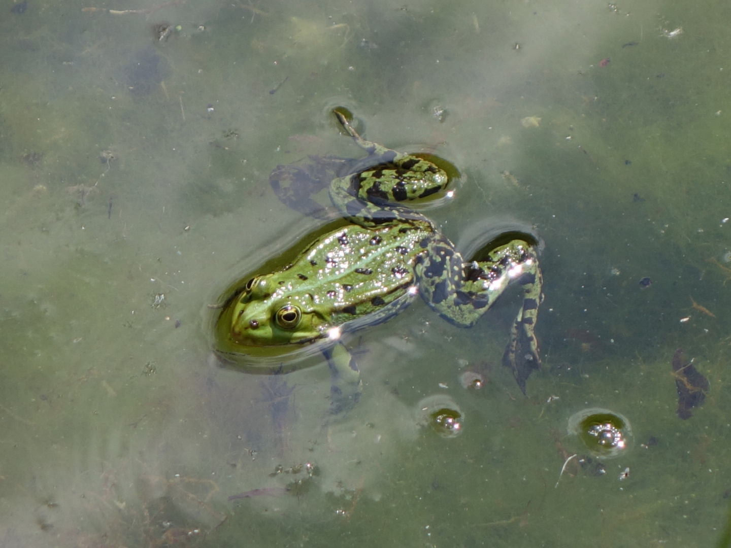 Frosch