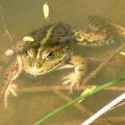 frosch