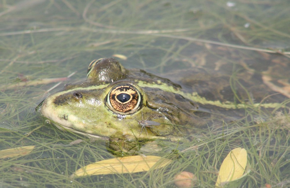 Frosch