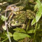 Frosch bei den Krka Wasserfällen