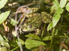 Frosch bei den Krka Wasserfällen