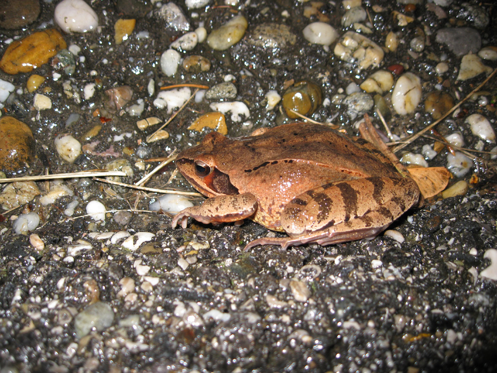 Frosch bei Nacht