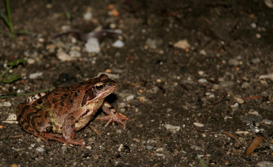Frosch bei Nacht