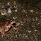 Frosch bei Nacht