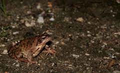 Frosch bei Nacht