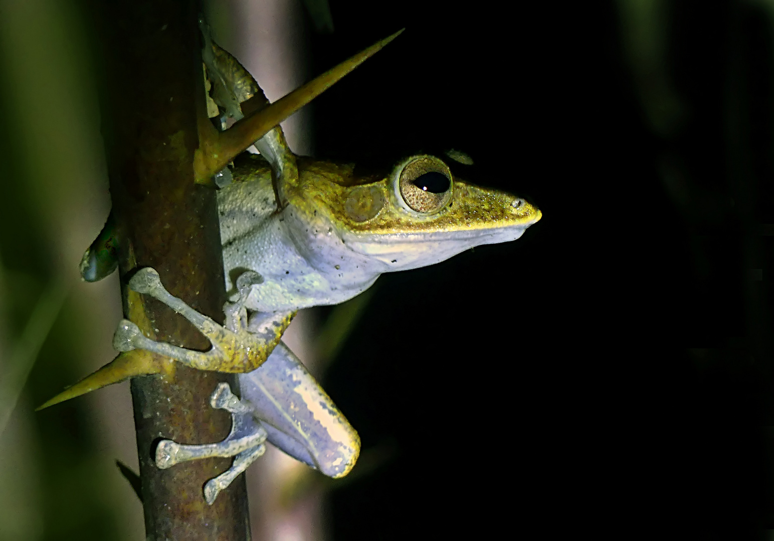 Frosch bei Nacht