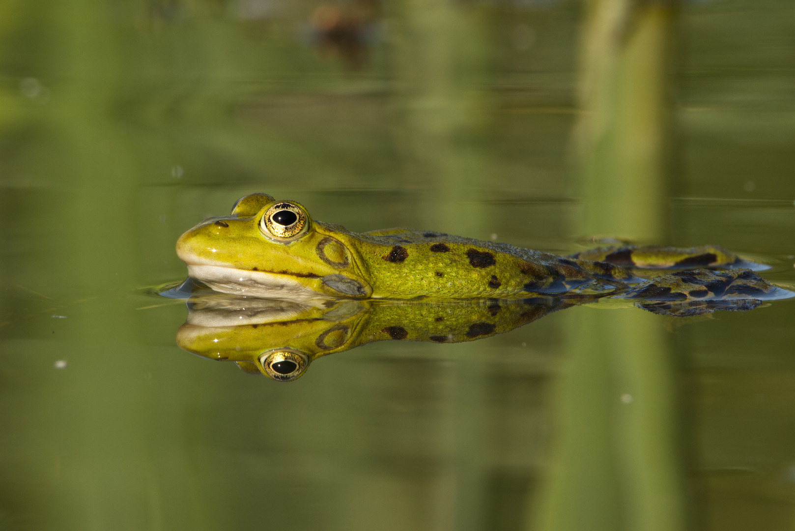 Frosch beim Chillen