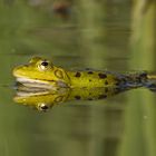 Frosch beim Chillen