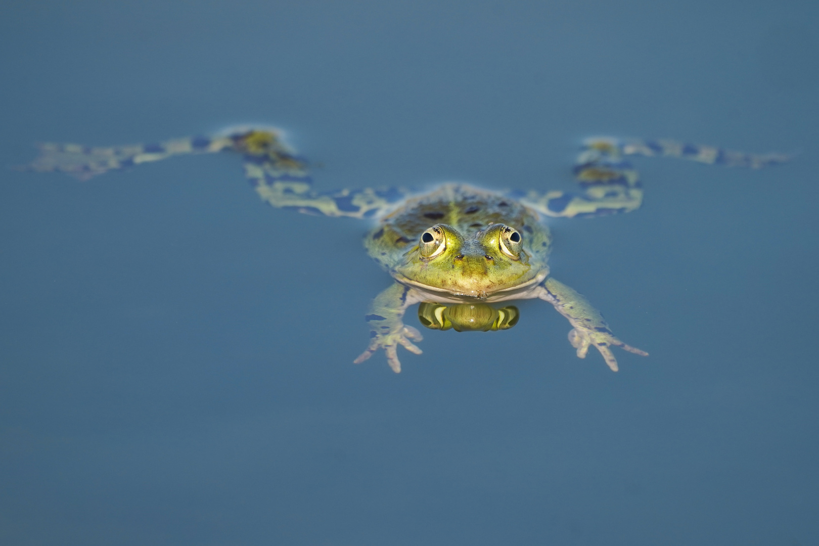 Frosch beim Schwimmtraining