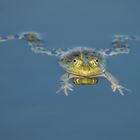 Frosch beim Schwimmtraining