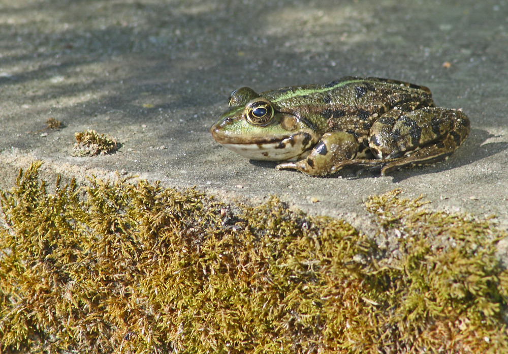 Frosch beim Sonnen