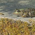 Frosch beim Sonnen