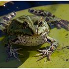 Frosch beim Sonnenbad