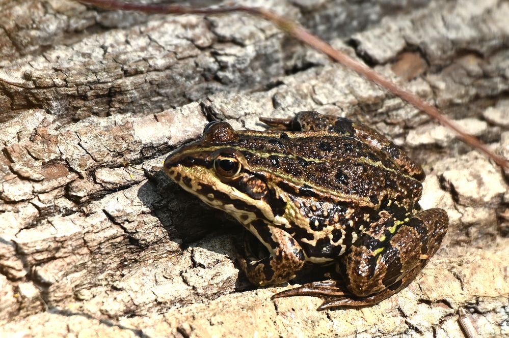 Frosch beim Sonnenbad