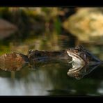 Frosch beim Sonnenbad