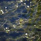 Frosch beim Sonnenbad...