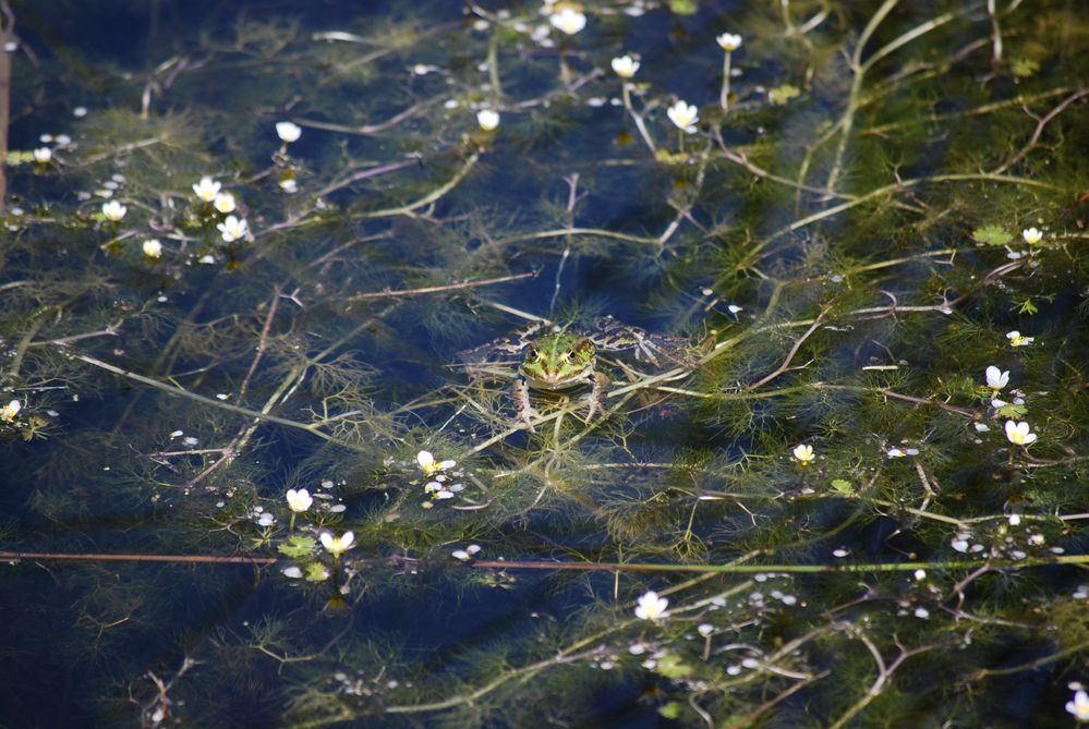 Frosch beim Sonnenbad...