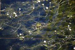 Frosch beim Sonnenbad...