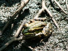 Frosch beim Sonnenbad