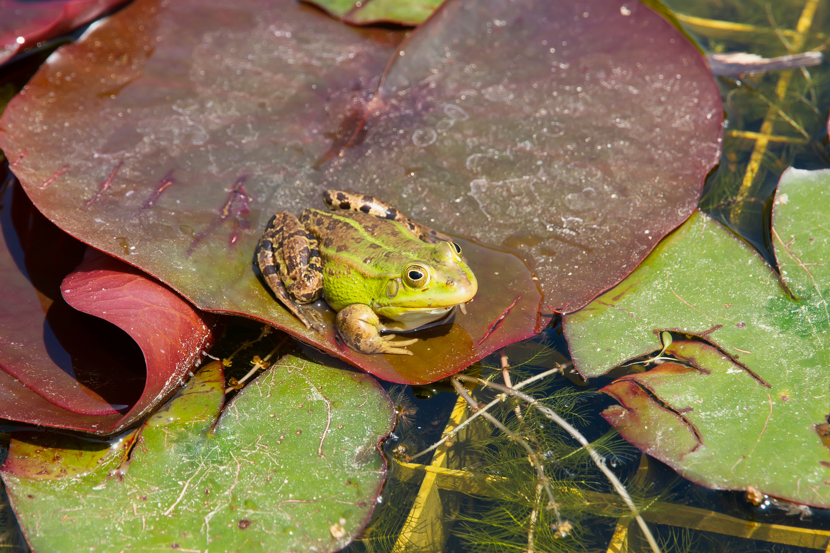 Frosch beim Sonnenbad