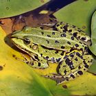 Frosch beim Sonnenbaden