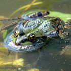 Frosch beim Sonnenbaden