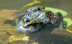 Frosch beim Sonnenbaden