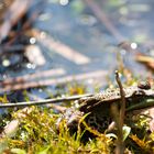 Frosch beim Sonnenbaden