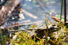 Frosch beim Sonnenbaden