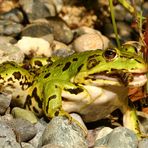 Frosch  bein verspeisen einer Königslibelle