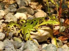 Frosch  bein verspeisen einer Königslibelle